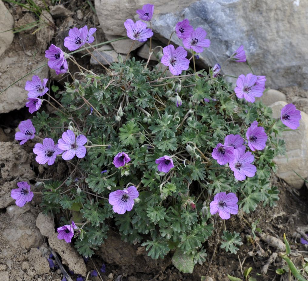 Изображение особи Geranium subcaulescens.