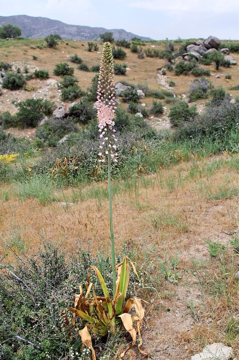 Image of Eremurus aitchisonii specimen.