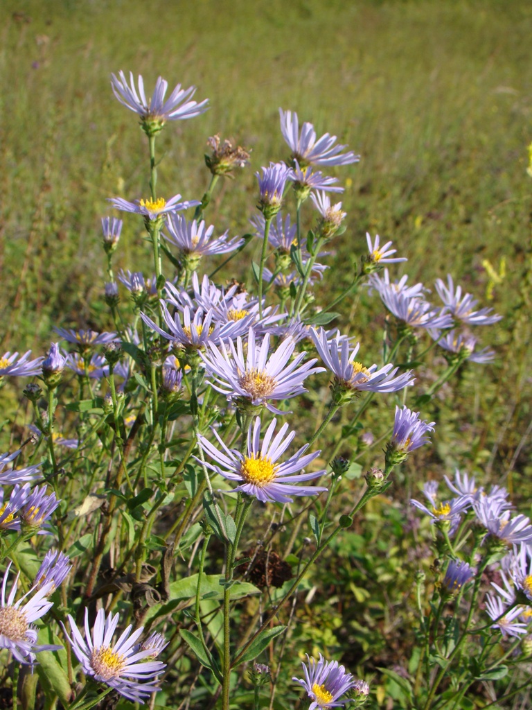 Image of Aster amellus specimen.