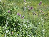 Cirsium helenioides. Верхушки цветущих растений. Восточно-Казахстанская обл., г. Риддер, окр. Малоульбинского вдхр., Россыпной Белок, возле Золотой Горы и берега вдхр., луг. 29.07.2008.