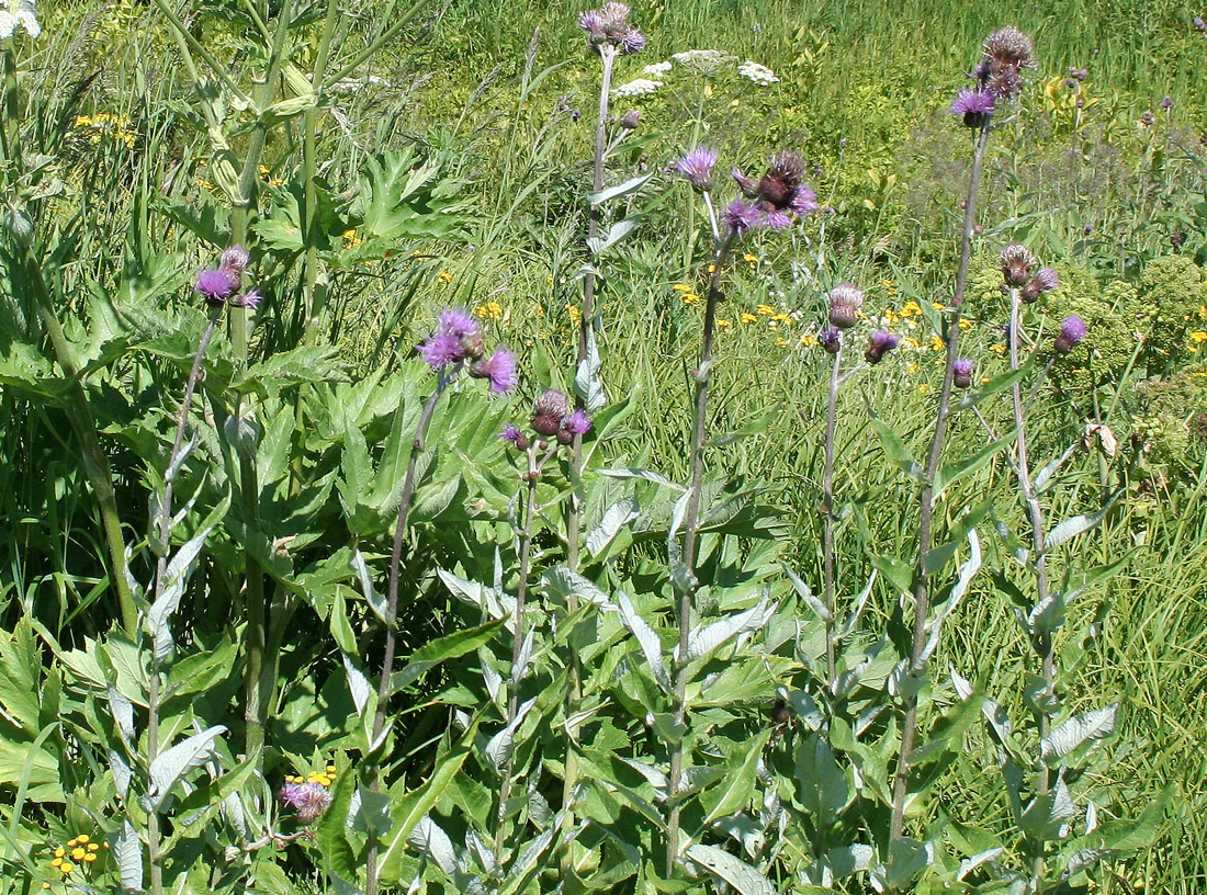 Image of Cirsium helenioides specimen.