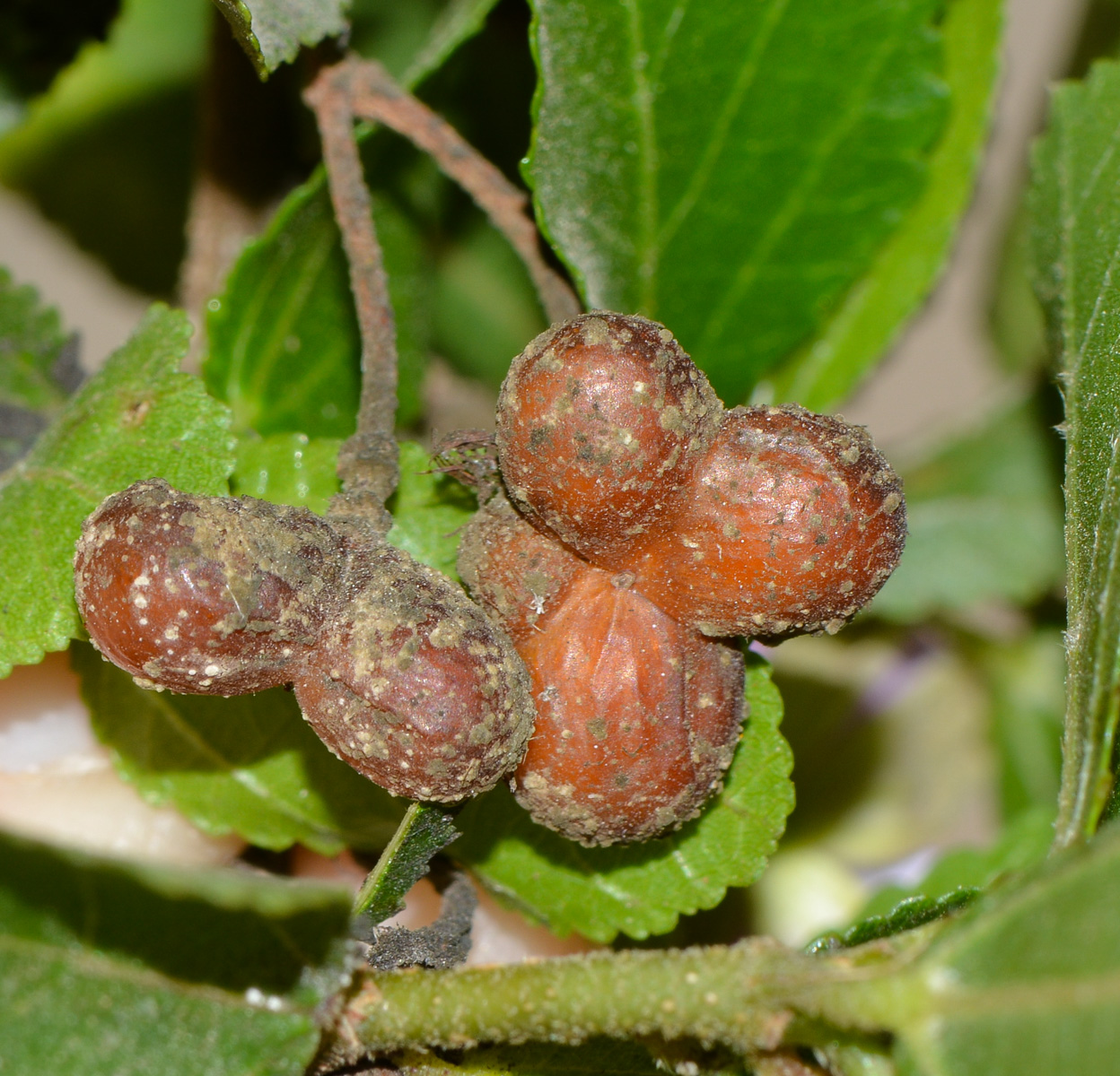 Image of Grewia occidentalis specimen.