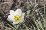 Tulipa suaveolens. Цветок. Саратовская обл., Новоузенский р-н, урочище Куриловская тюльпанная степь. 30.04.2017.