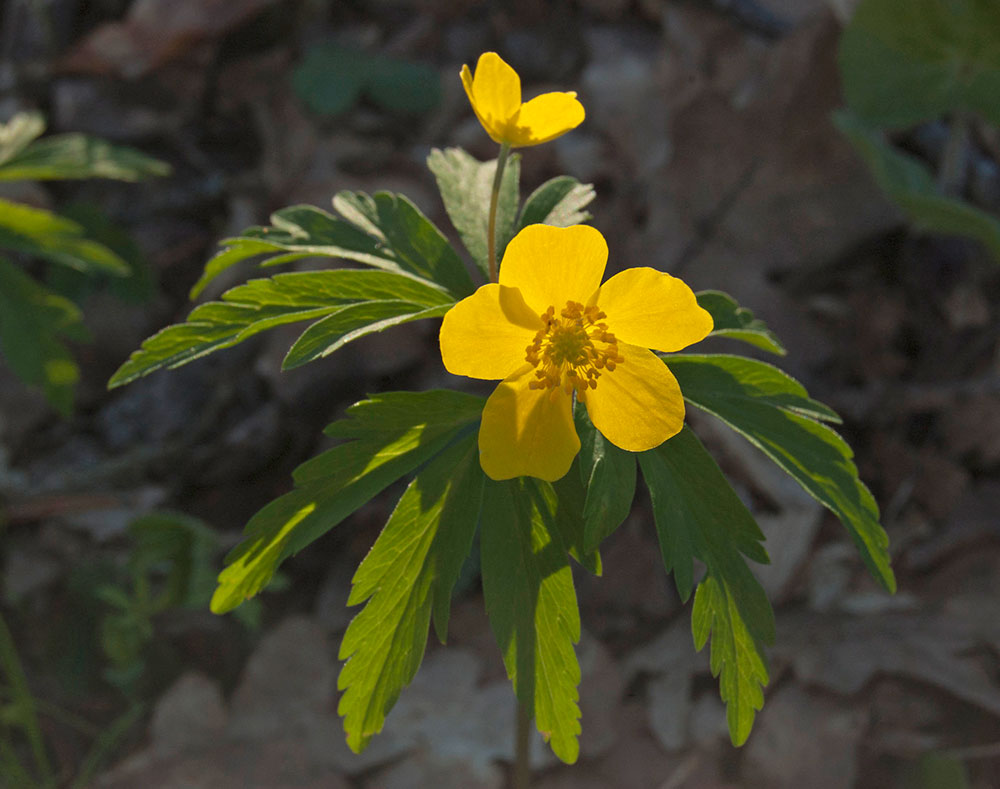 Image of Anemone ranunculoides specimen.