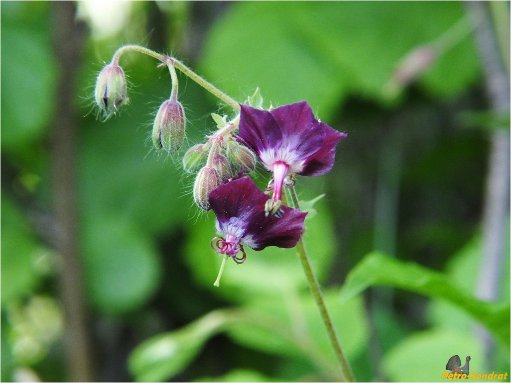 Изображение особи Geranium phaeum.