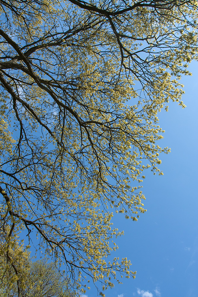 Image of Quercus robur specimen.