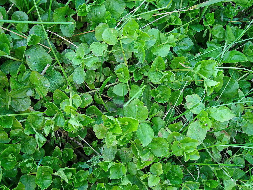 Image of Lysimachia nummularia specimen.