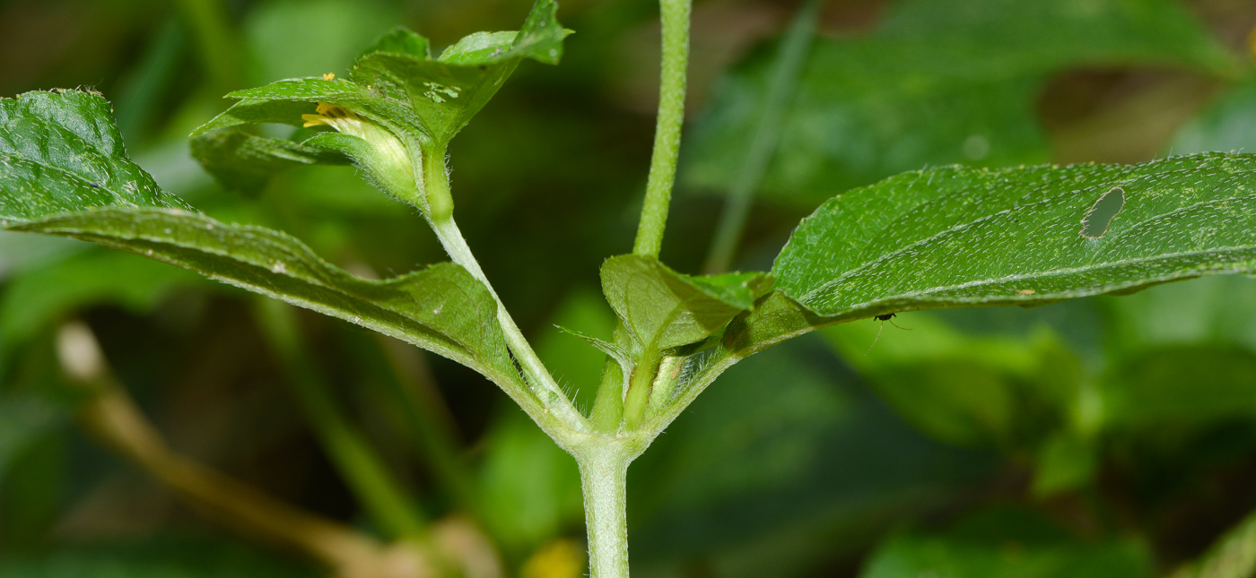 Image of Synedrella nodiflora specimen.
