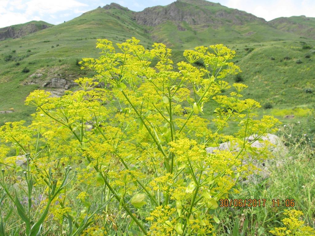 Изображение особи Smyrniopsis aucheri.