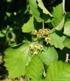 Crataegus submollis