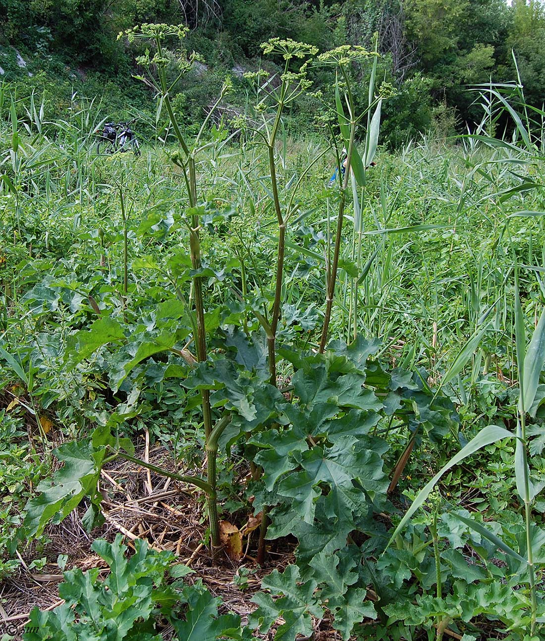 Image of Heracleum sibiricum specimen.