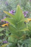 Veratrum album