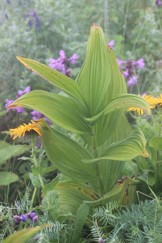 Image of Veratrum album specimen.