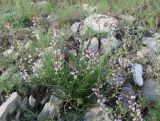 Astragalus tenuifolius