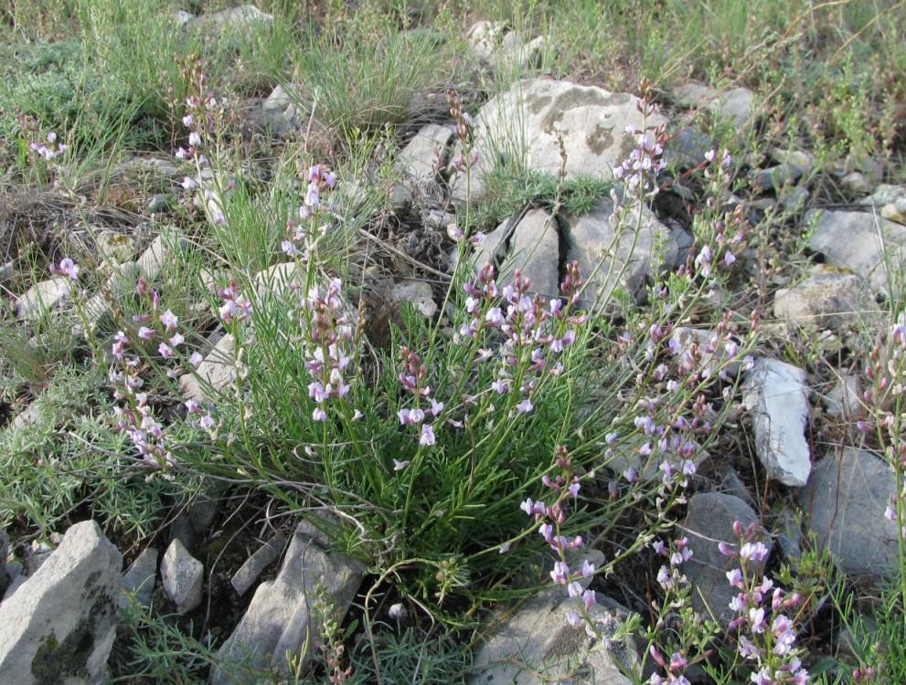 Изображение особи Astragalus tenuifolius.