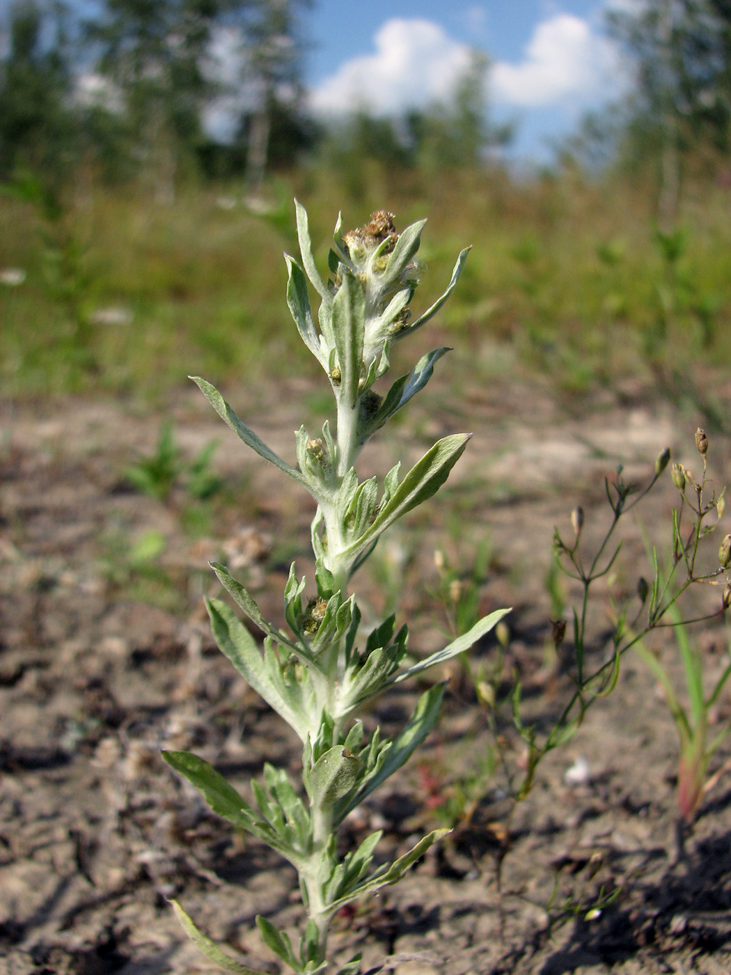 Image of Gnaphalium rossicum specimen.