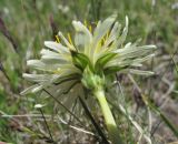 Taraxacum stevenii. Соцветие (вид со стороны обёртки). Кабардино-Балкария, Эльбрусский р-н, долина р. Ирикчат, ≈ 2800 м н.у.м. 28.07.2017.