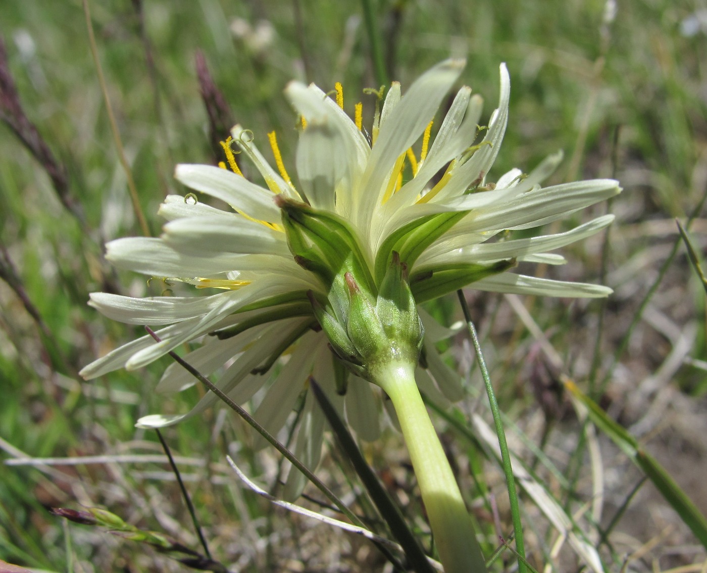 Изображение особи Taraxacum stevenii.