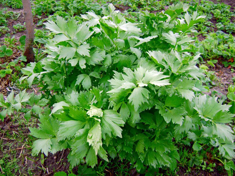 Image of Levisticum officinale specimen.