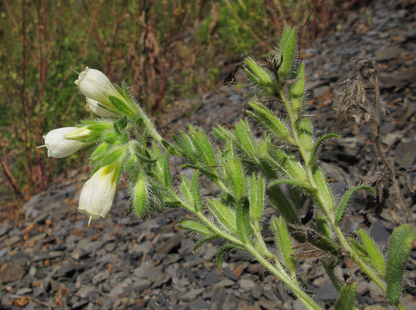 Image of Onosma montana specimen.