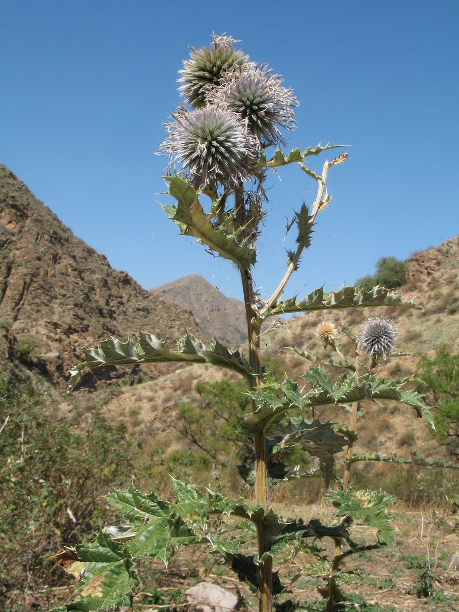 Изображение особи Echinops talassicus.