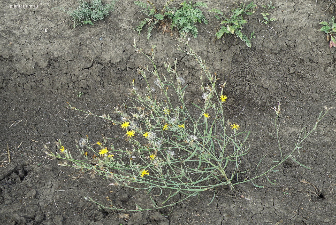 Image of Chondrilla juncea specimen.