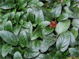 Prunella vulgaris