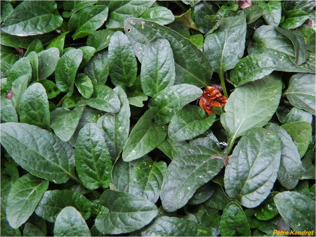 Image of Prunella vulgaris specimen.