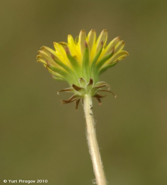 Изображение особи род Taraxacum.