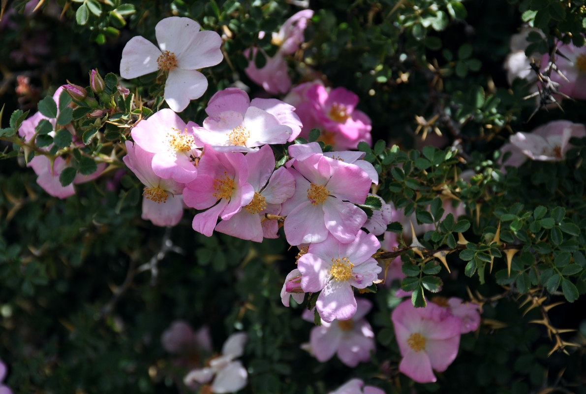 Image of Rosa maracandica specimen.