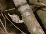 Hakea scoparia