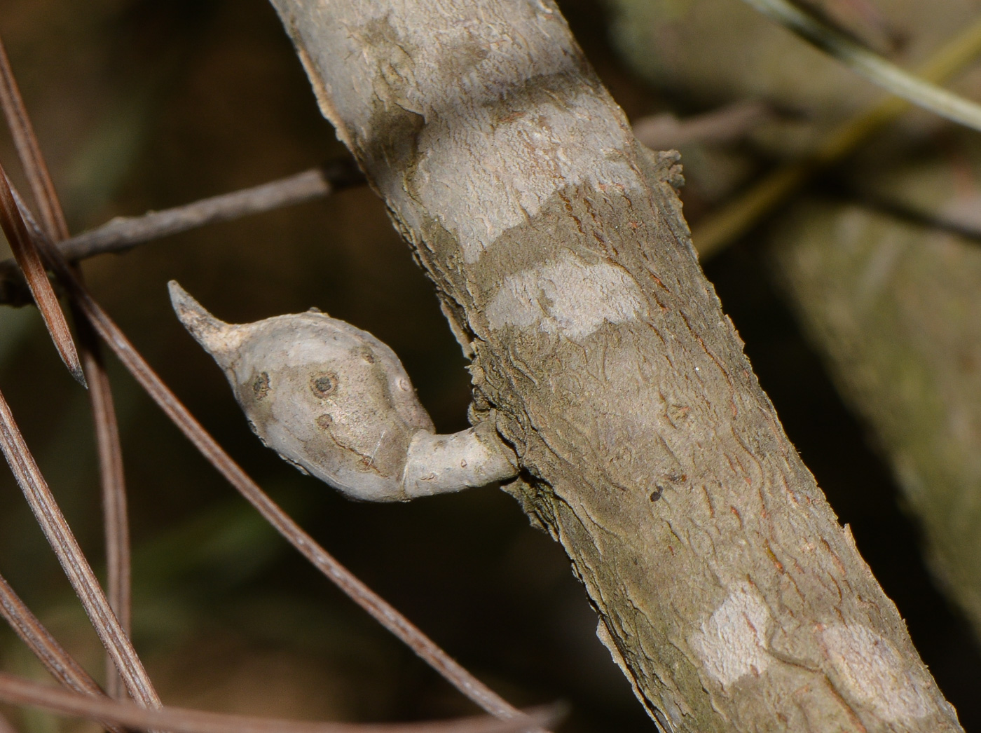 Image of Hakea scoparia specimen.