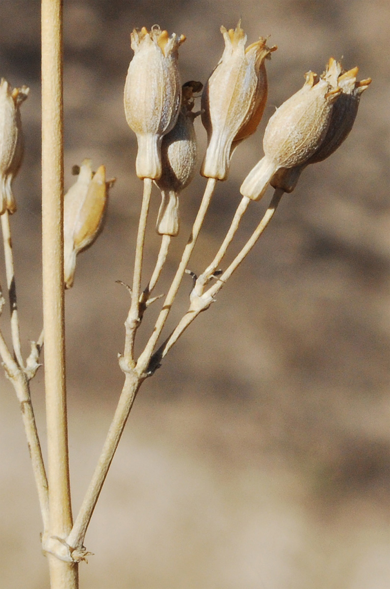 Image of Silene schmalhausenii specimen.