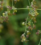 Thalictrum