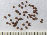 Image of taxon representative. Author is Сергей Банкетов