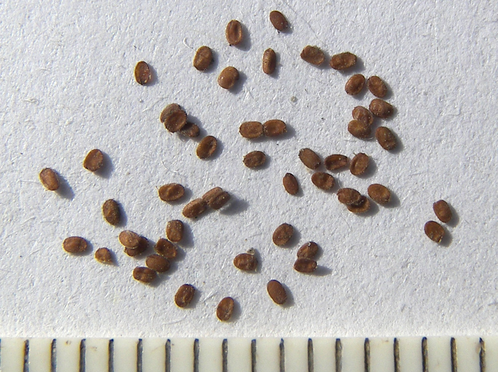 Image of familia Brassicaceae specimen.