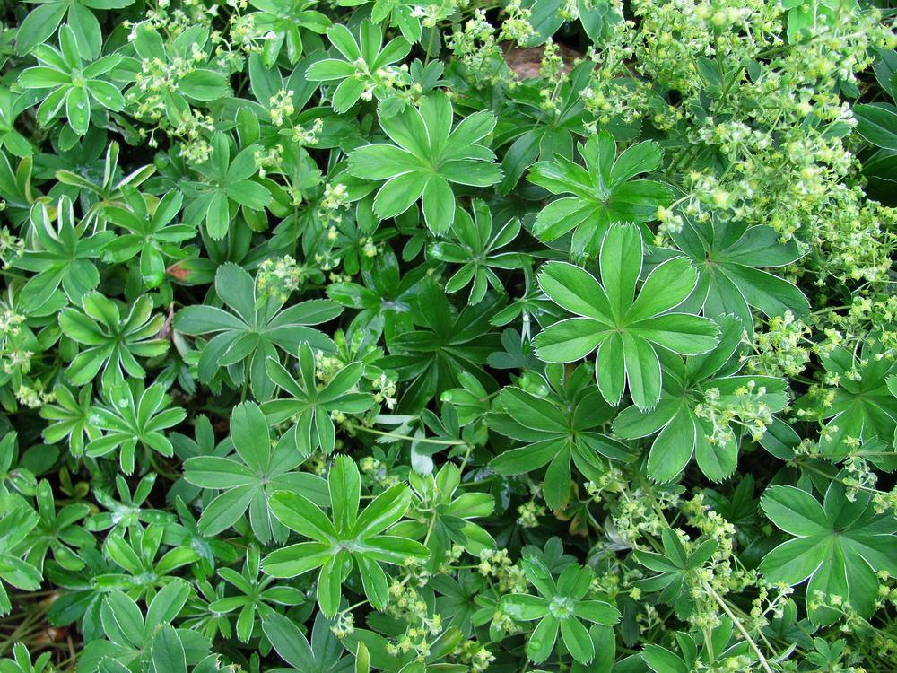 Image of Alchemilla conjuncta specimen.