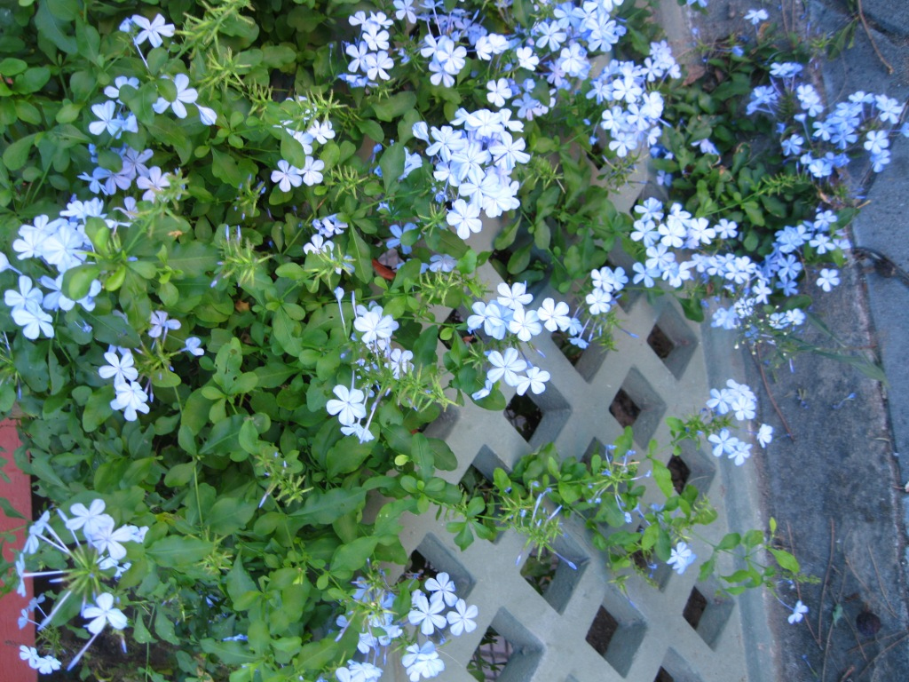 Image of Plumbago auriculata specimen.