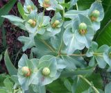 Euphorbia yaroslavii