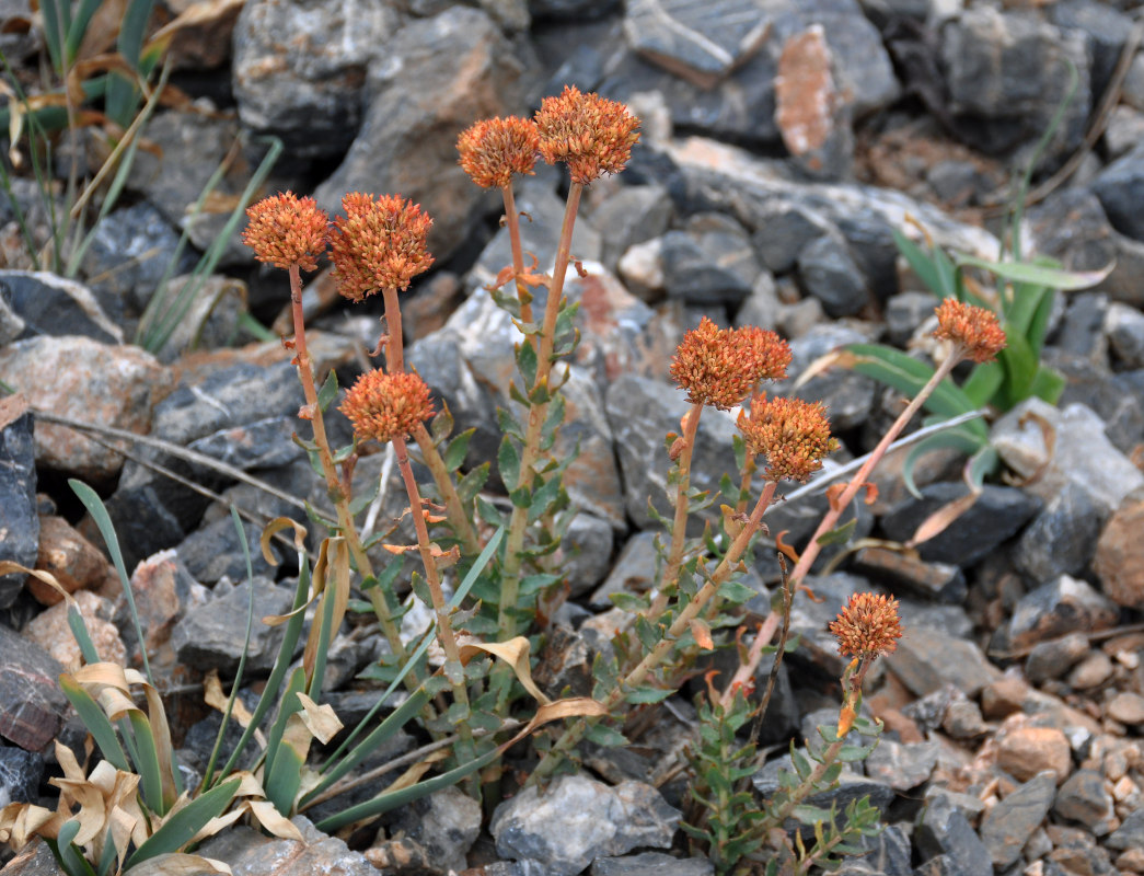 Изображение особи Rhodiola heterodonta.