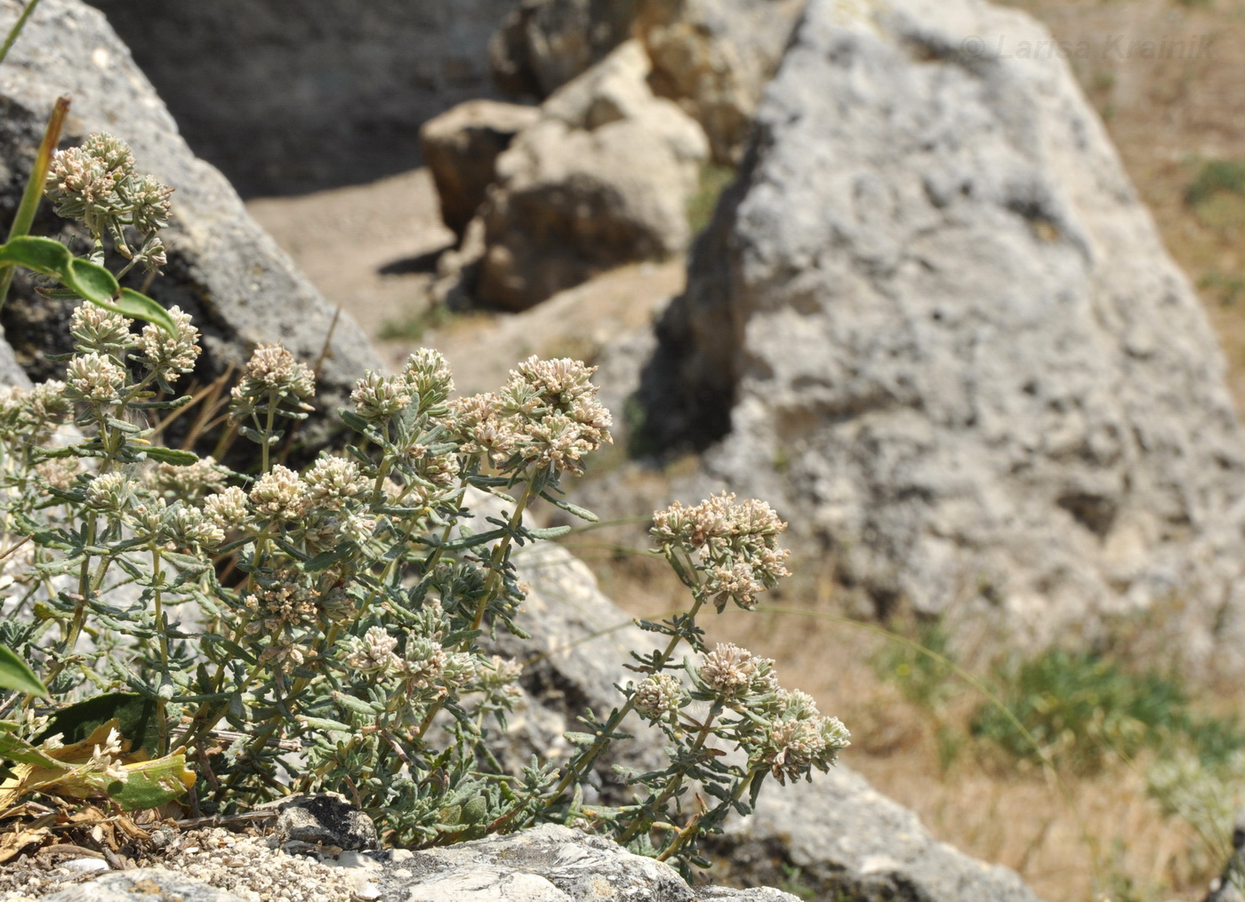 Изображение особи Teucrium capitatum.