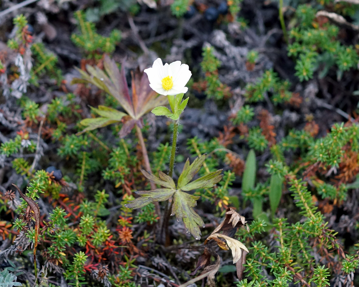 Изображение особи род Anemone.