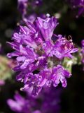 Thymbra capitata