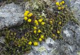 Saxifraga scleropoda. Цветущее растение. Кабардино-Балкария, южный склон Эльбруса, склон выше дороги, ведущей к Терскольской обсерватории, ≈ 2800 м н.у.м. 04.06.2008.