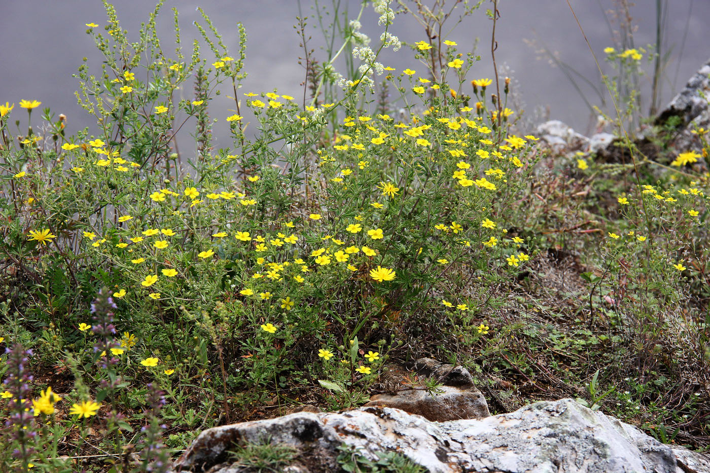 Изображение особи Potentilla argentea.