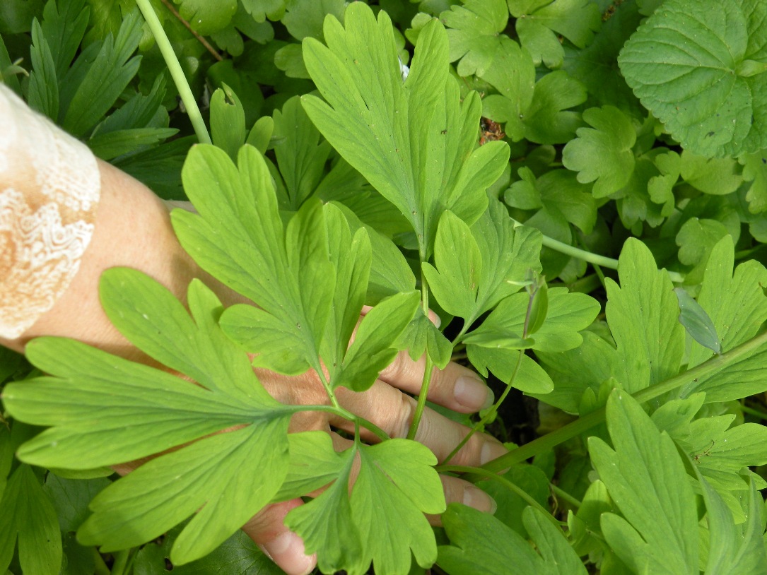 Изображение особи Corydalis cava.