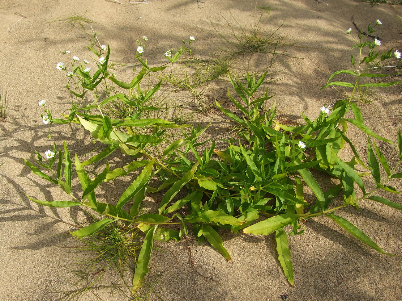 Image of Fimbripetalum radians specimen.