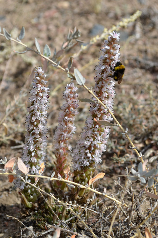 Image of Orostachys thyrsiflora specimen.