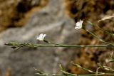 Bufonia stricta