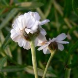 Achillea ptarmica. Соцветия (вид со стороны обёртки). Свердловская обл., окр. г. Североуральск, обочина дороги, за забором коллективного сада. 15.10.2017.